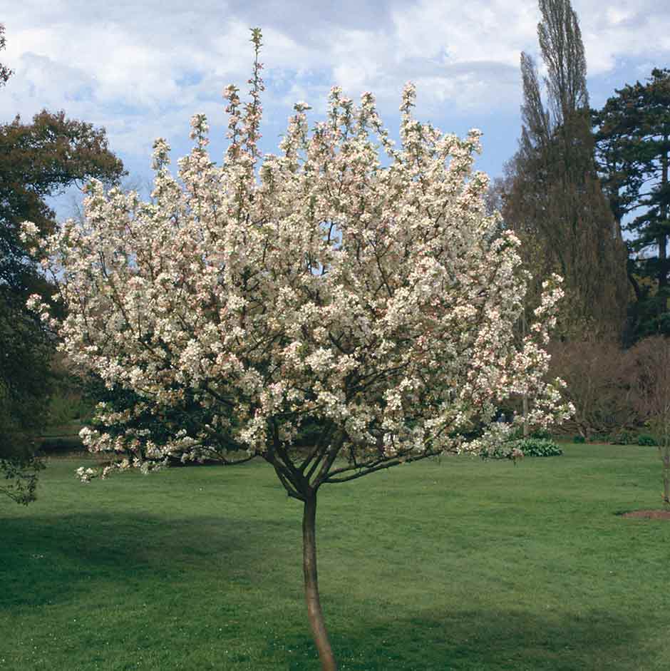 Prune apple trees regularly to keep them healthy and productive