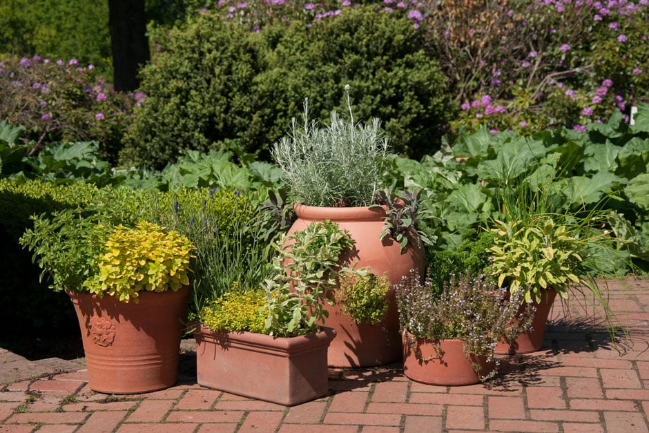 Terracotta pots of herbs arranged as a display