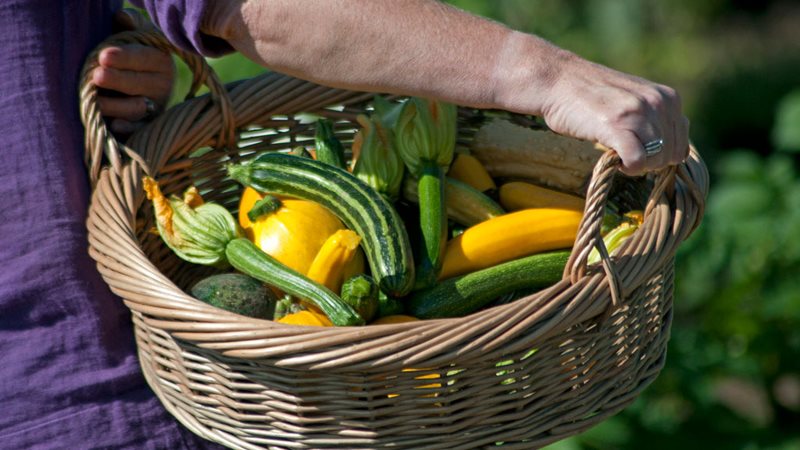 Fascinating facts and figures: courgettes (RHS Grow Your Own