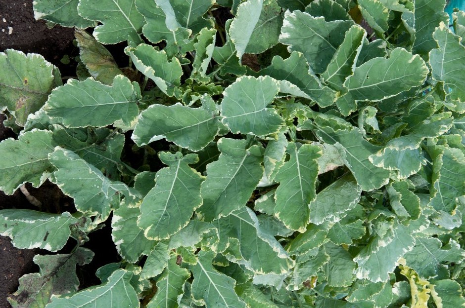 Kale ‘Daubenton’s Variegata’