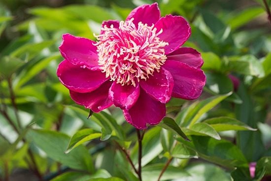 Finding the perfect peony / RHS Gardening