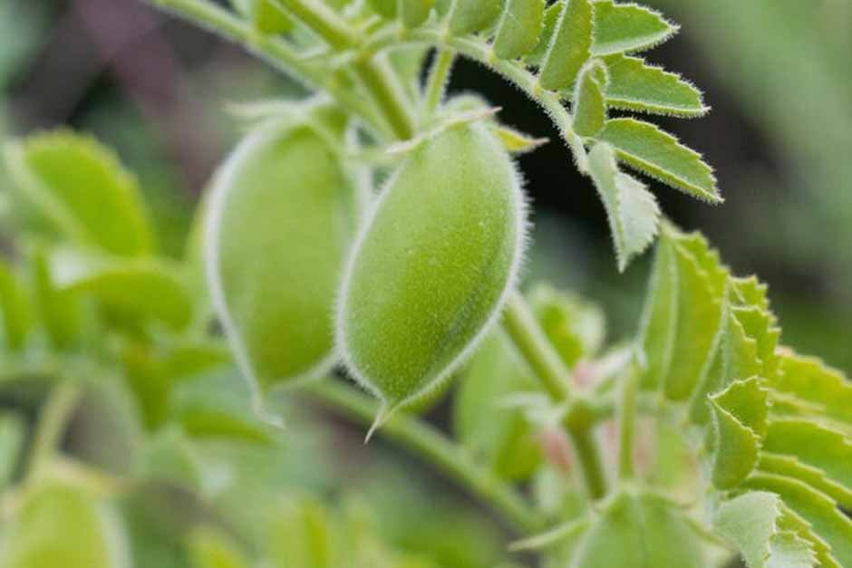 Plants in the Garden