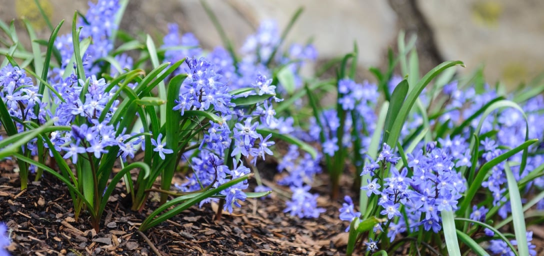 blue spring flowers