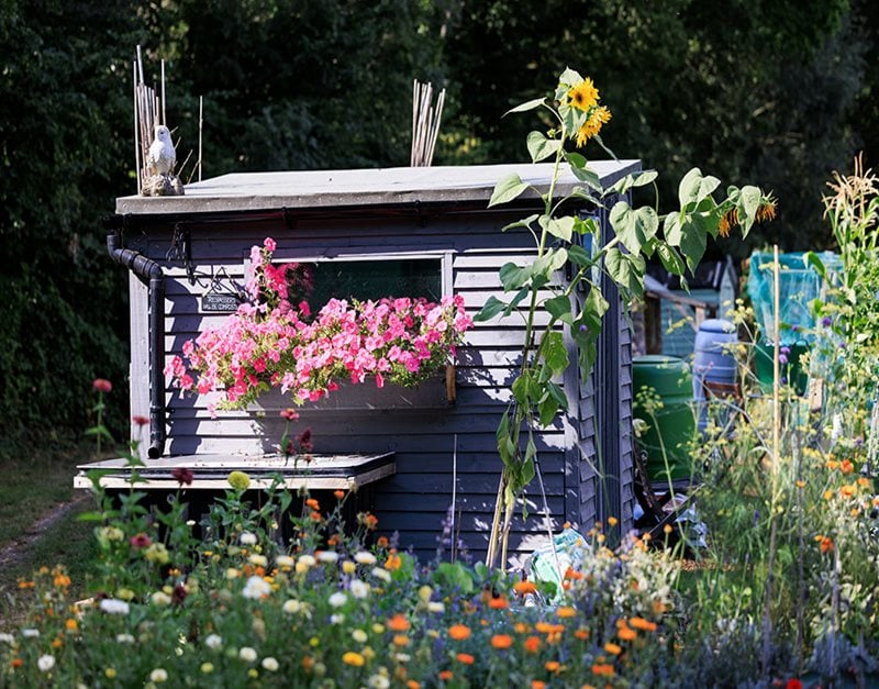 Pretty shed with flowers