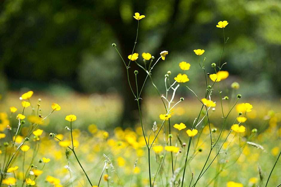 Creating wildflower meadows / RHS Gardening