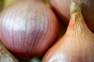 Onions from Robinson Seeds & Plants
