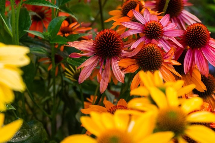 Flowers at RHS Plants