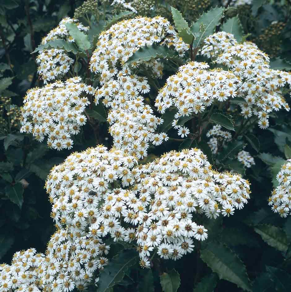 Olearia macrodonta is a good choice for coastal gardens