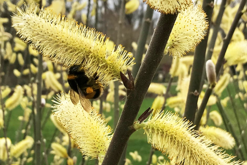 Which bumblebee? White-tailed bumblebeeWhich flower? WillowCan I submit this image? Yes