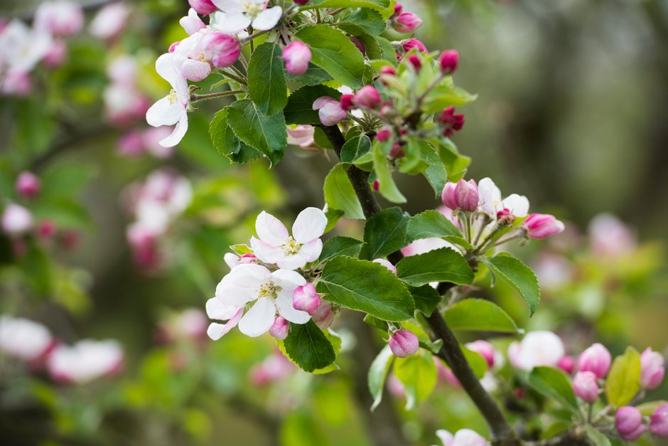 A branch bearing pink and white apple blossom
