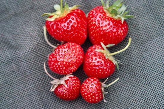 Strawberry Picking Strawberry Shaped Crossbody Purse - Lil Bee's