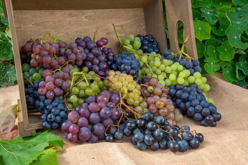 Bunches of green, red and black dessert grapes spilling out of a wooden crate