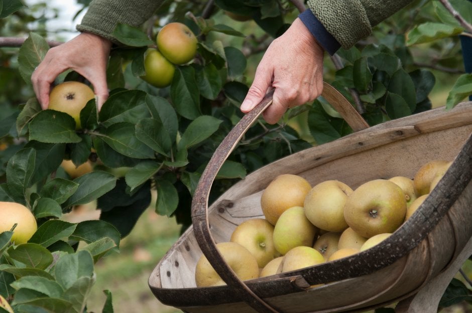 A person picking apples to put into a wooden trug