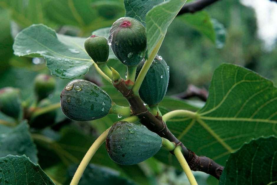 How to grow large, firm and sweet Figs