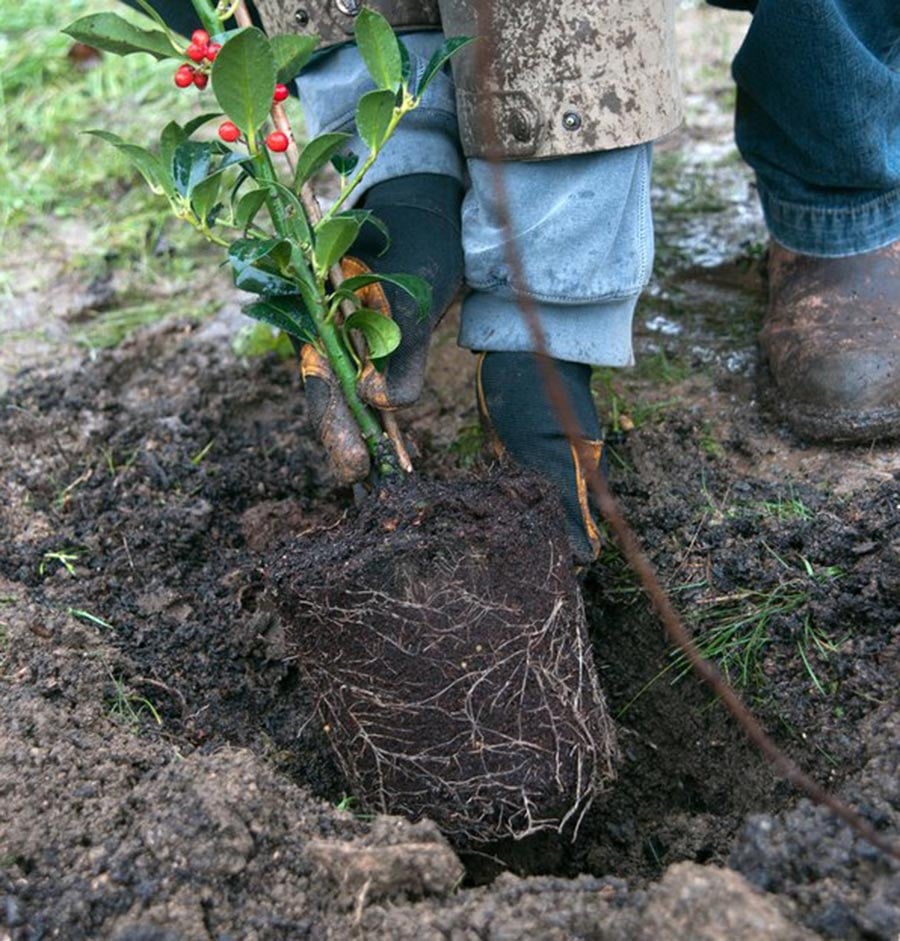 Planting a holly hedge