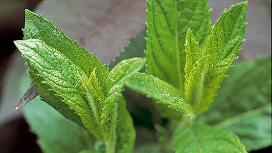 Types of mint plants