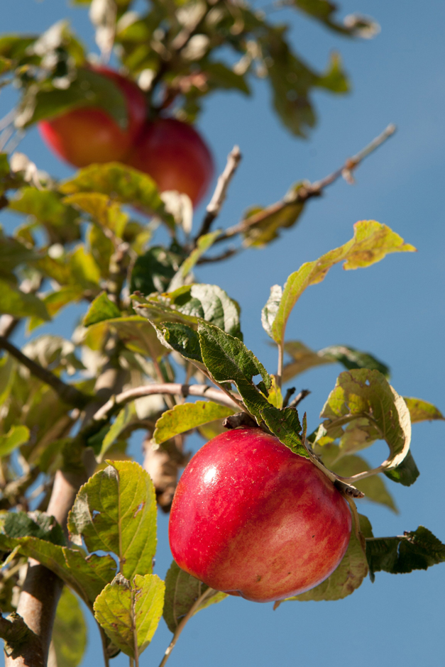 Red apples on the tree against a blue sky