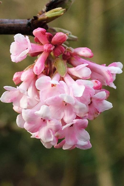 Top flowering shrubs for winter scent in your garden / RHS ...