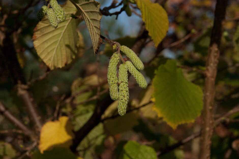 Plants in the Garden