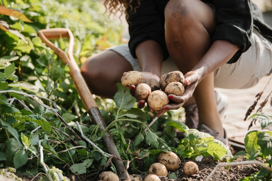 A person holding freshly dug potatoes