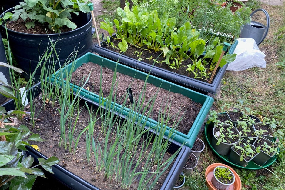 Root and leaf crops growing in window boxes and pots