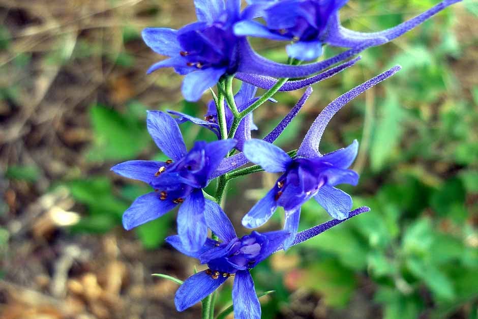 Plants in the Garden