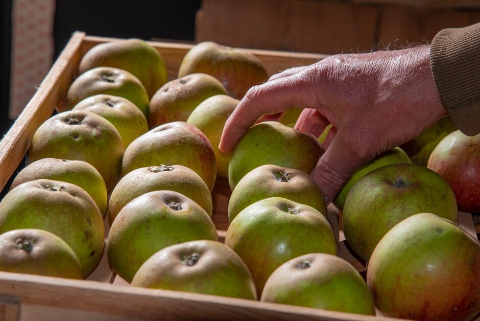 A person placing apples in a wooden storing tray