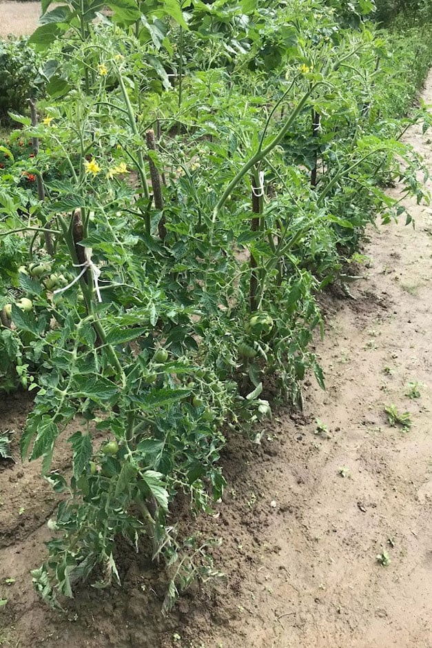 Rows of tomato plants growing outdoors