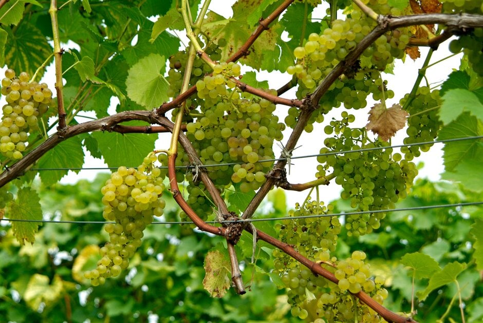 An 'Orion' grape vine at RHS Wisley