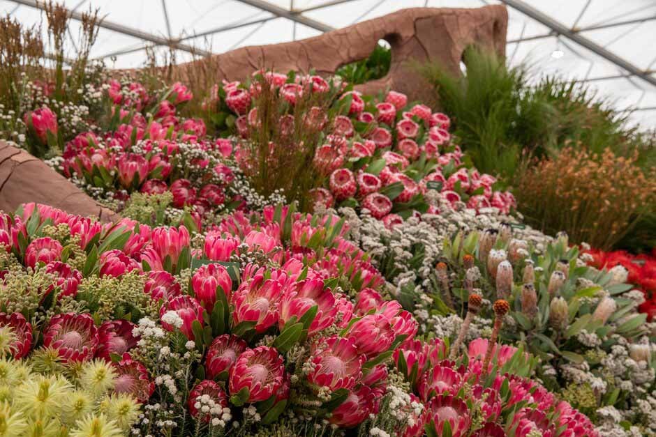 The Cape Floral Kingdom inside the Great Pavilion. RHS Chelsea Flower Show 2024