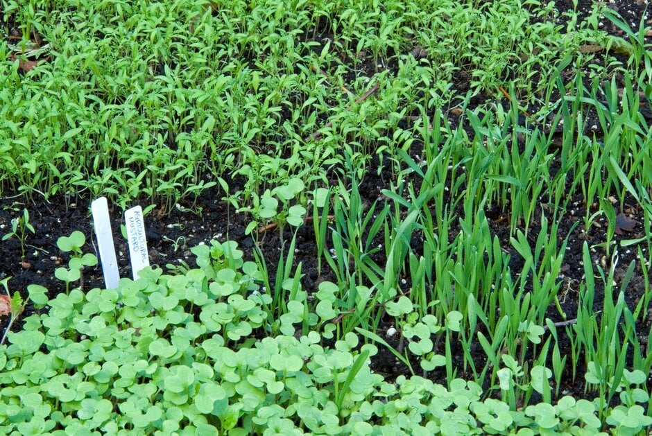 Seedlings of various green manures