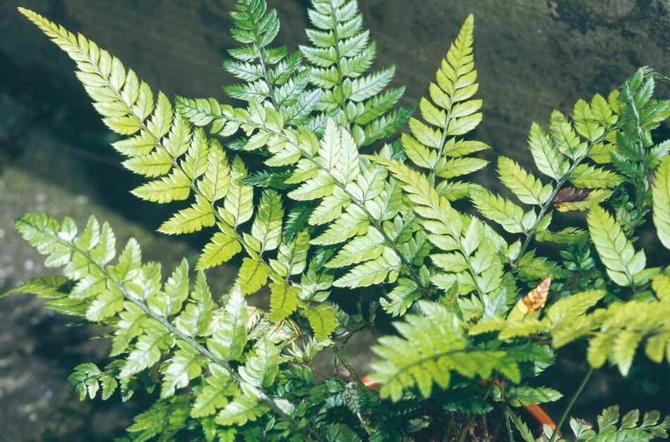 A guide to ferns