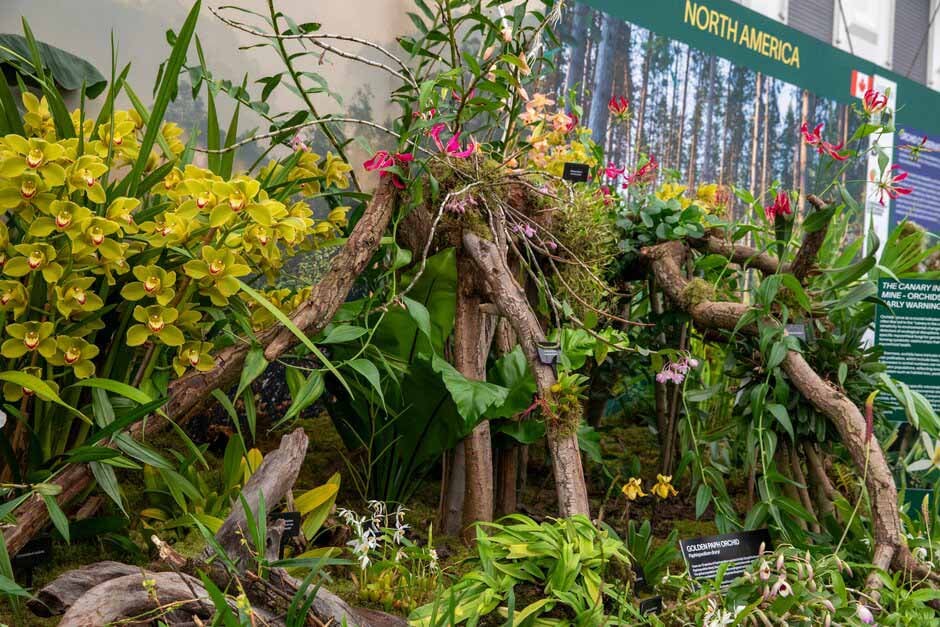 Orchids in the Wild. Great Pavilion. RHS Chelsea Flower Show 2024