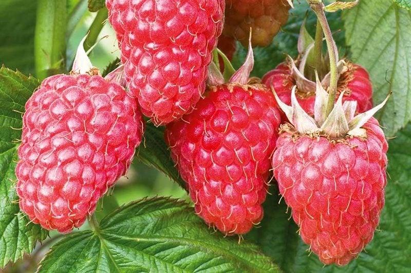 Raspberry Growing Guides, Tips, and Information