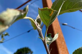 A terminal bud on this year’s growth