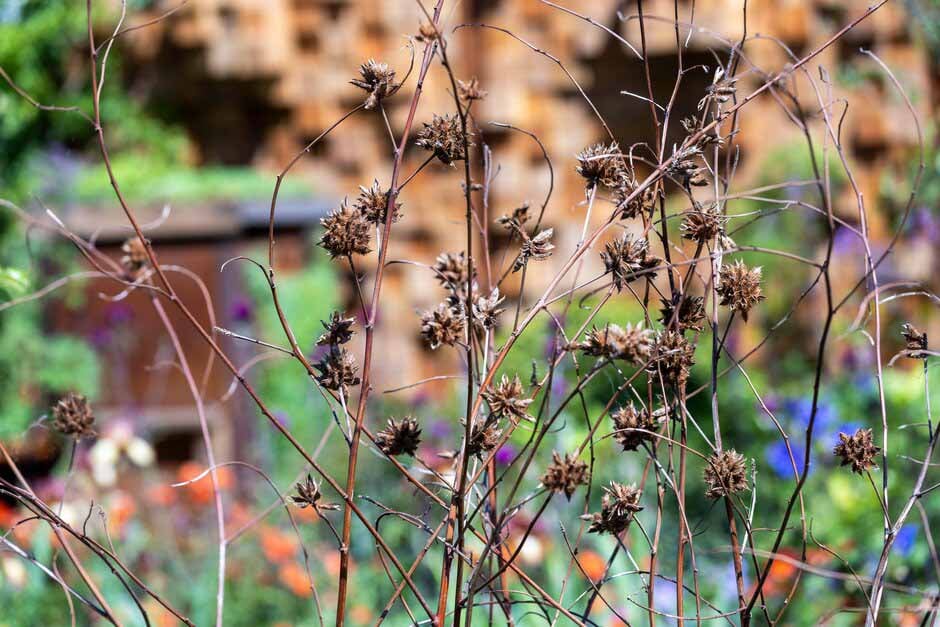 Seed heads on the It Doesn’t Have to Cost the Earth Garden
