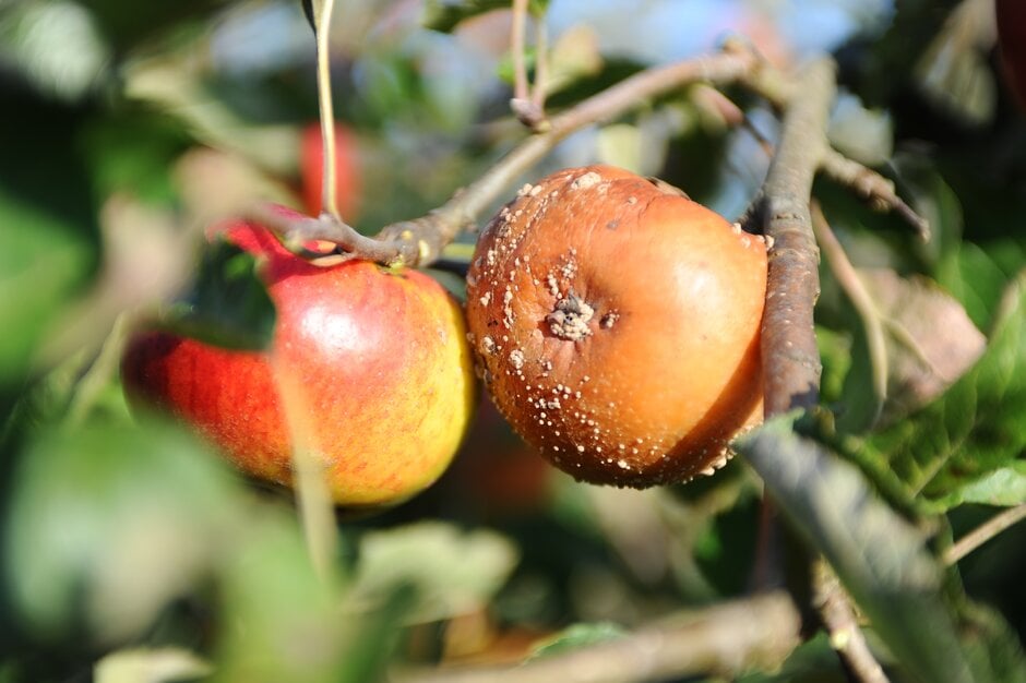 Apple affected by brown rot