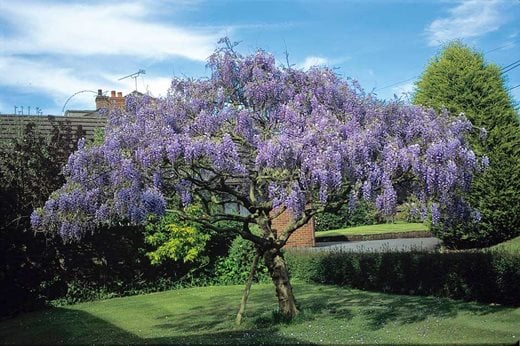 Which wisteria? / RHS Gardening