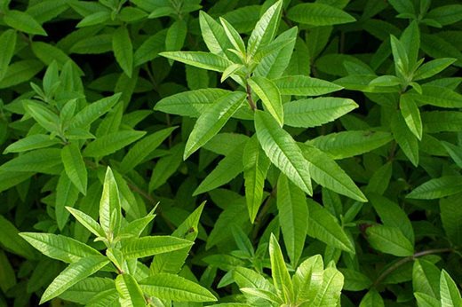 Lemon Verbena Herb Plant