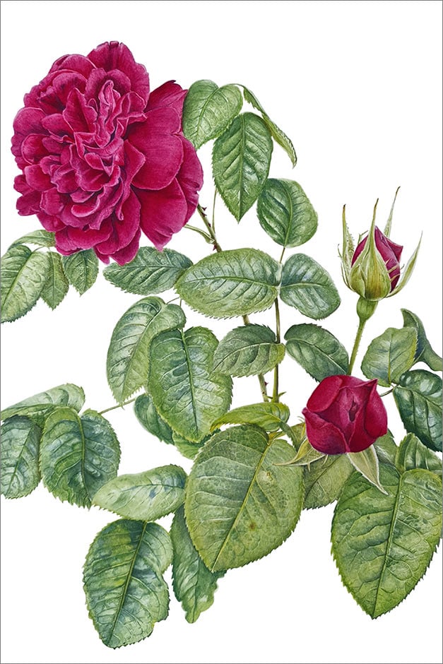 Rosa Munstead Wood artwork