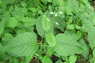 Identify Common Weeds Rhs Gardening