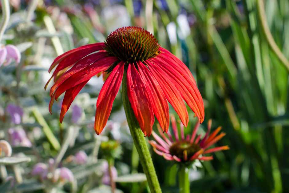 Key plants in the garden