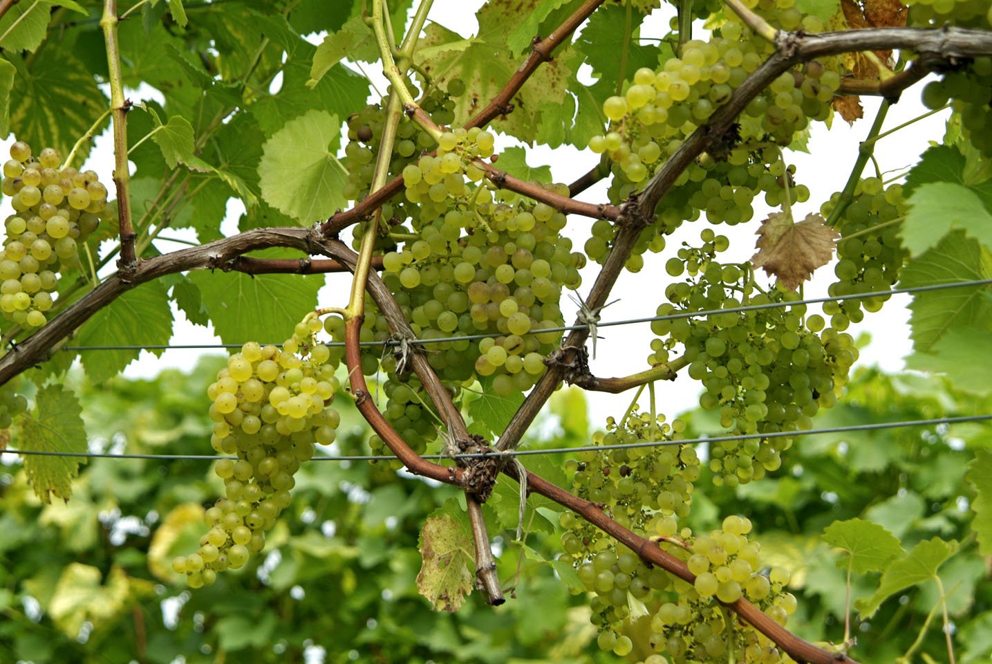 How to grow grapes RHS Gardening