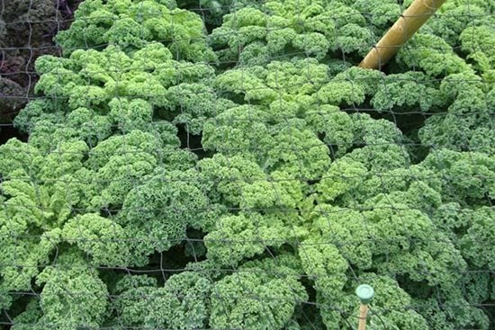 vegetables - Did I cut too much off my kale? - Gardening