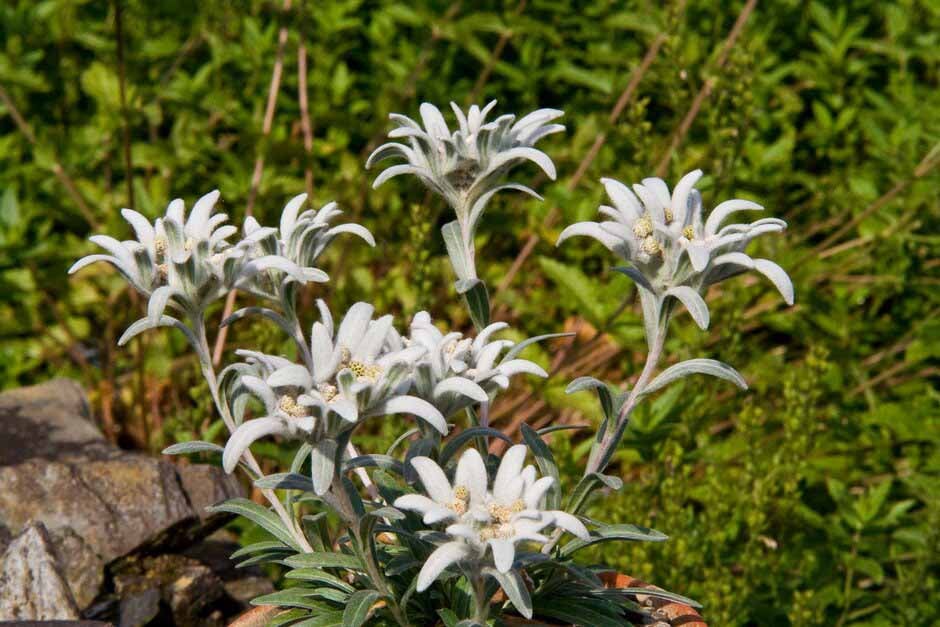 Plants in the Garden