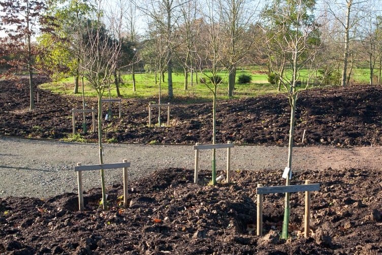 Trees - myths and folklore / RHS Campaign for School Gardening