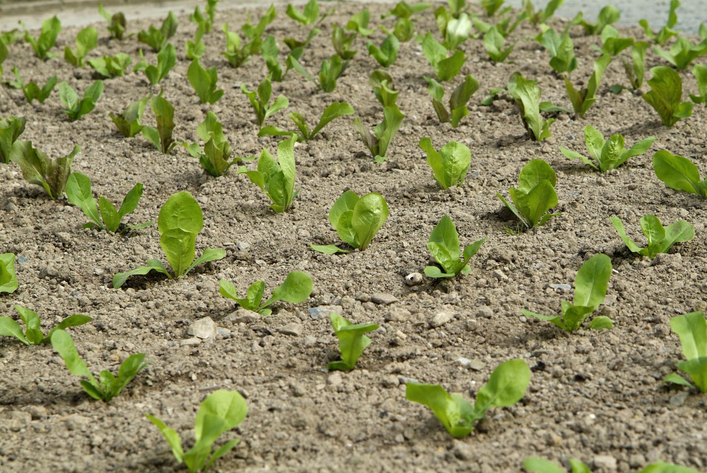 How to grow Spinach RHS Vegetables