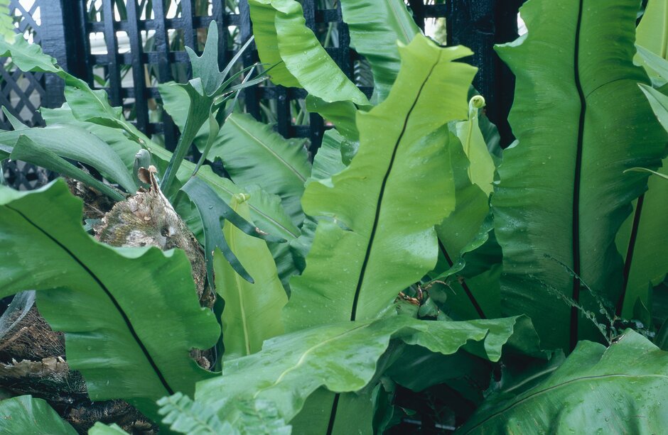 Discover epiphytic ferns