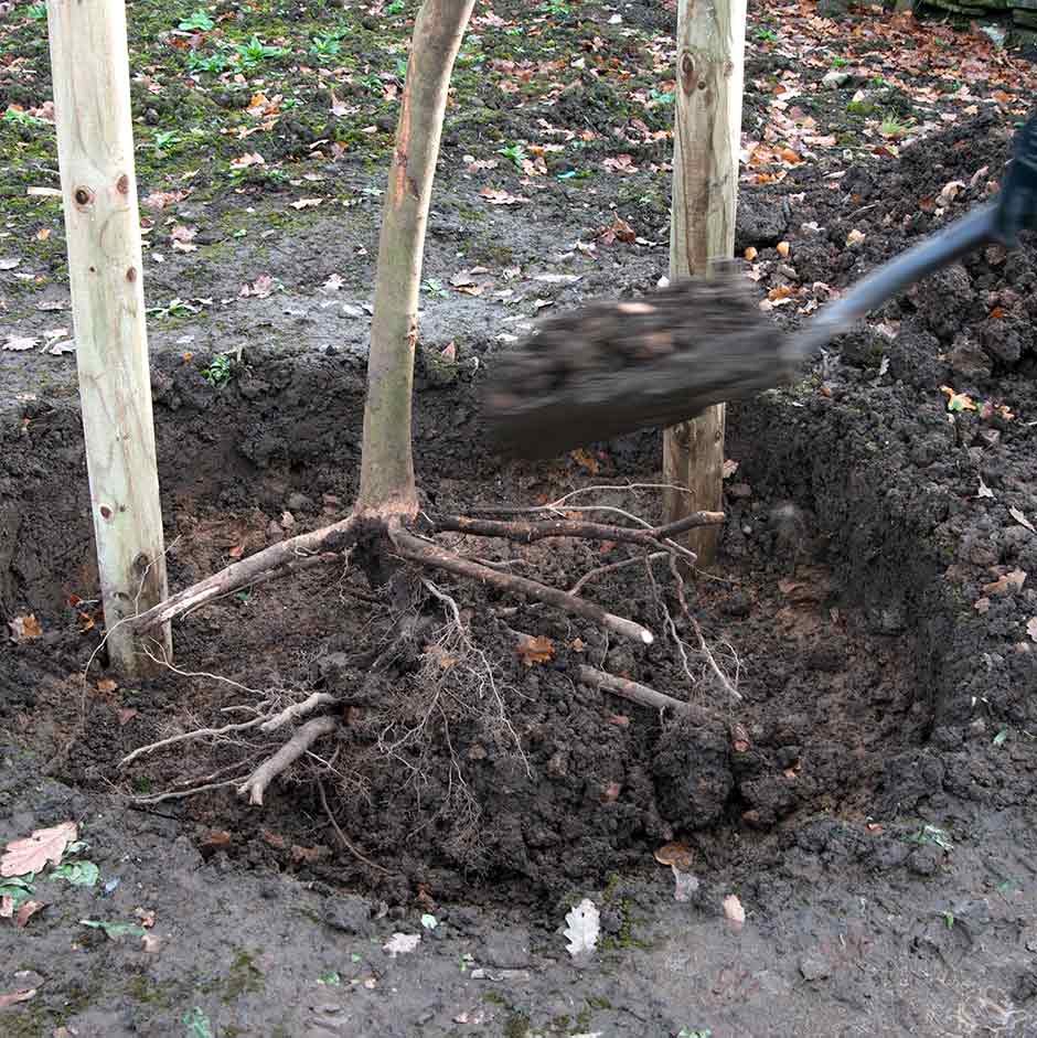 Planting a tree in winter