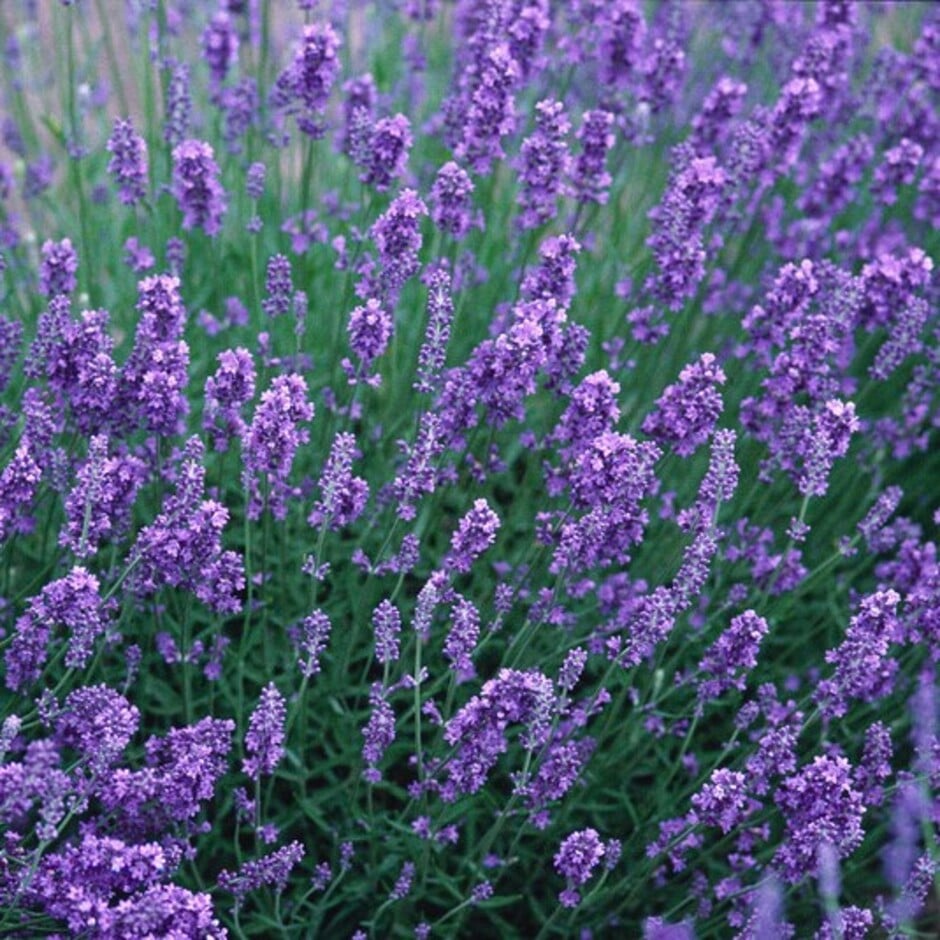 Some lavenders are excellent for pollinators and are highly scented